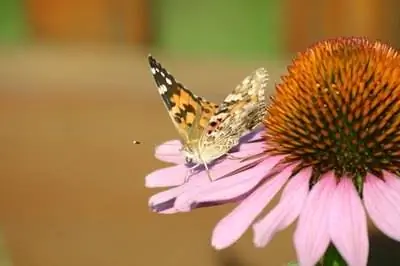 Как сохранить семена эхинацеи