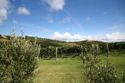 Болезнь оливкового дерева