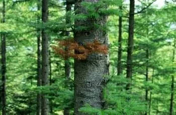Сосны (Pinus sp.) в лесу