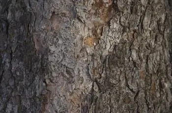 Кора сосны
