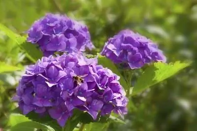 Как сделать гортензии фиолетовыми