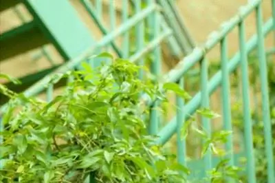 Как размножить клематис «Сладкая осень»