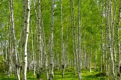 Как посадить березу из стартовой ветки