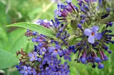 Может ли куст бабочек расти в контейнерном саду?