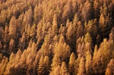 Как вырастить осины в Калифорнии