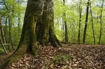 Пщевский парк. Великопольша.