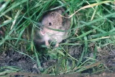 Какие цветы ненавидят полевки?