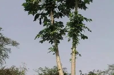 Ягодные деревья в Огайо