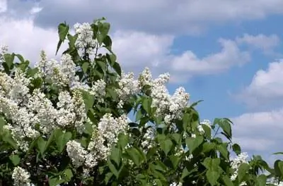 Как выкопать сирень