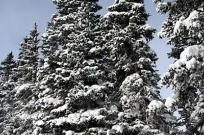 Как узнать сосны?
