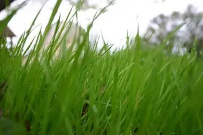 Как применять Scotts Turf Builder