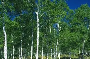 Белая береза в лесу, вид спереди, панорама