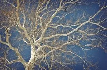 Американский платан