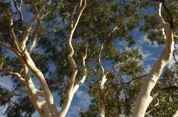 Дерево-призрак на Северной территории в центральной Австралии.