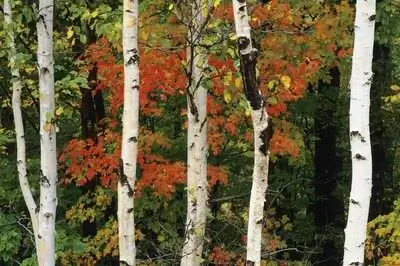 У каких деревьев белая кора?