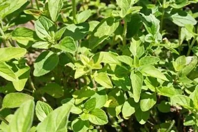 Какие типы почв подходят для орегано?