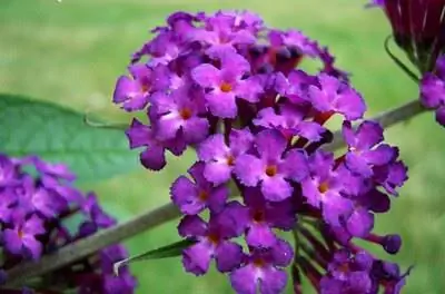 Кусты, любящие полное солнце & Влажная почва