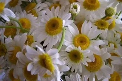 Как ухаживать за цветами ромашки