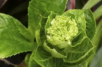 Капуста крупным планом в саду