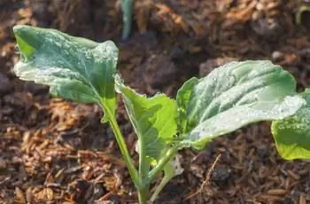 Детское растение капусты на ферме