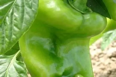 Корневая гниль перца