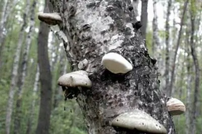 Грибы, растущие на березах