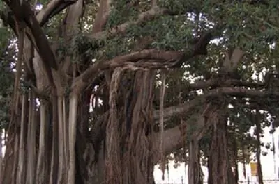 Как распознать фикус