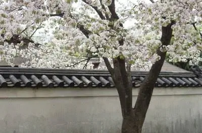 Цветущие деревья в Корее