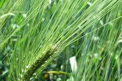 Распространенные среднеатлантические газонные сорняки