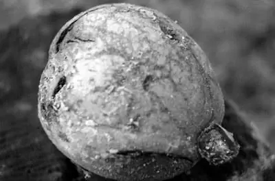 Список садовых овощей, устойчивых к токсичности черного ореха