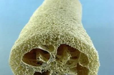 Как вырастить губку из люфы