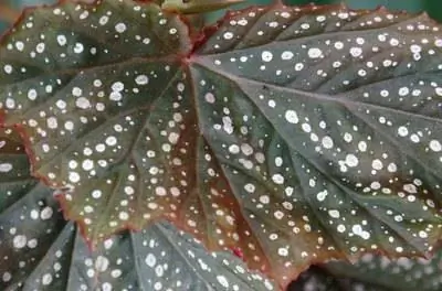 Как размножать корневищные бегонии