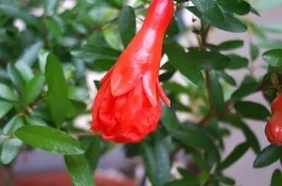 Уход за карликовыми гранатовыми деревьями