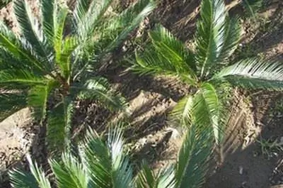 Декоративные растения Филиппин