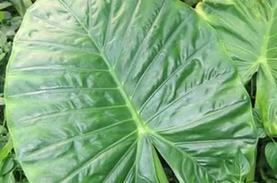 Тропические растения с большими листьями