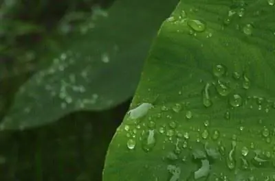 Как перезимовать растение «Слоновьи уши»