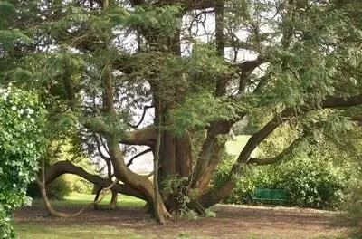 Условия выращивания кедра