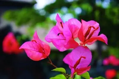 Как вырастить дерево бугенвиллии