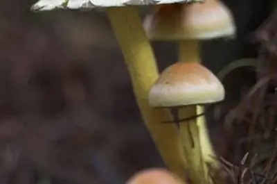 Грибок из пенопласта для газона