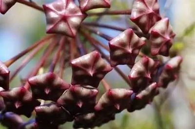 Как ухаживать за индуистским верёвочным растением