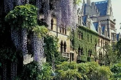 Wisteria Vine & Отравление собак