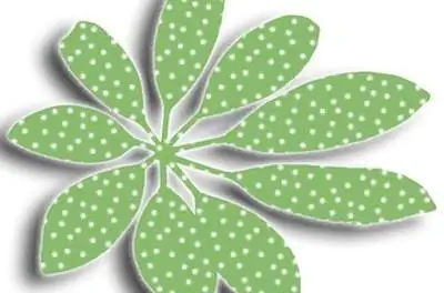 Как вырастить шеффлеру черенками