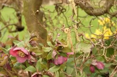 Тенелюбивые растения штата Орегон