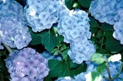Кустарники с неглубокими корнями