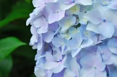 Как спасти умирающие гортензии