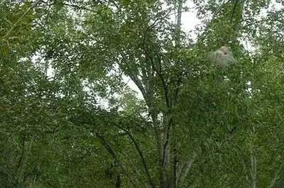 Как ухаживать за деревьями пекан