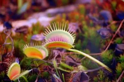 Как может погибнуть венеринская мухоловка?