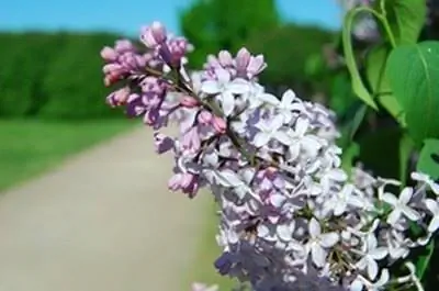 Как укоренить черенки сирени