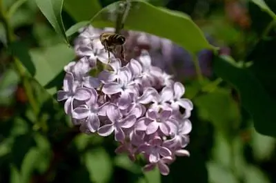 Растения сирени для Флориды