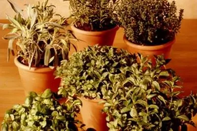 Как вырастить грибные травы